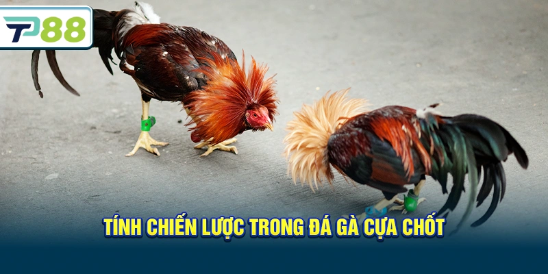 Tính chiến lược trong Đá gà cựa chốt